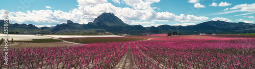 Cropped panoramic image blossoming fruit trees in Cieza, Spain © Alex Tihonov