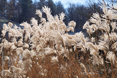dry chinese silver grass in brigth sunlight © Carmen Hauser