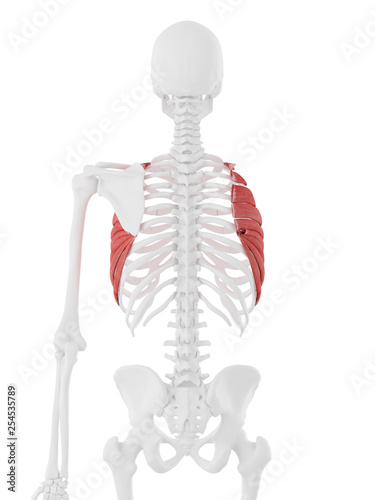 3d rendered medically accurate illustration of the Serratus Anterior © Sebastian Kaulitzki