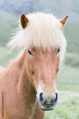 Icelandic horse © Oleksandr Kotenko