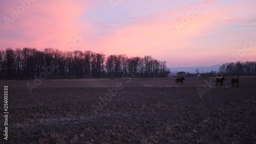 Three horses running on the field on sunset background © ivan kmit