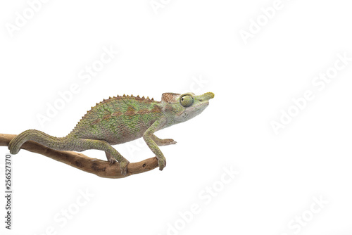 Male Lizard Antimena chameleon isolated on white background