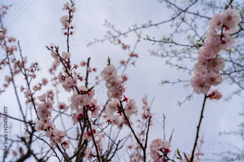 75 桜 おしゃれ 壁紙 美しい花の画像