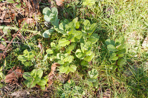 Mint plants in a vegetable garden during spring © oceane2508