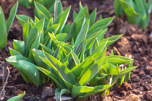 Tulip leaves in the ground in spring © schankz