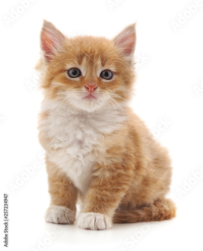 Beautiful red kitten. © voren1