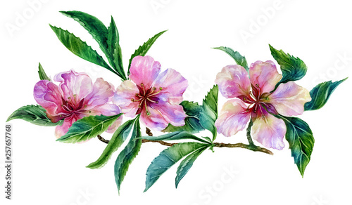 Beautiful peach tree flower on a twig. Spring flourish illustration. Isolated on white background. Watercolor painting. Hand drawn. © katiko2016