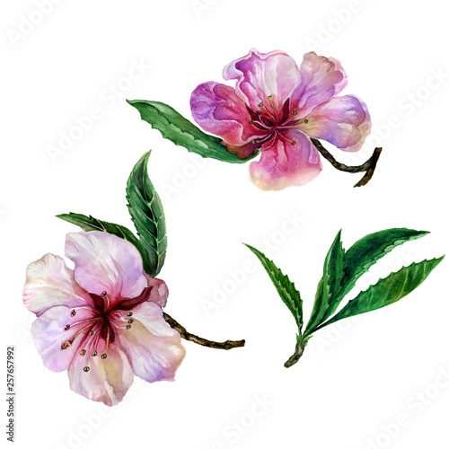 Beautiful peach tree flower on a twig. Floral set of two twigs in pink and red color. Spring flourish illustration. Isolated on white background. Watercolor painting. Hand drawn. © katiko2016