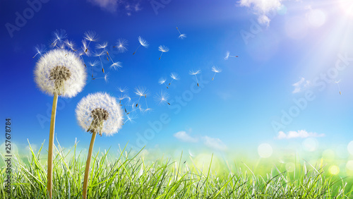 Dandelions With Wind In Field - Seeds Blowing Away Blue Sky © Romolo Tavani
