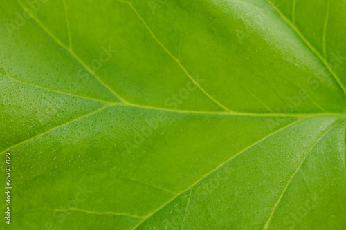 Close-up of a large green leaf of a home plant with veins. Theme for wallpaper or screensaver. © сергей пакулин
