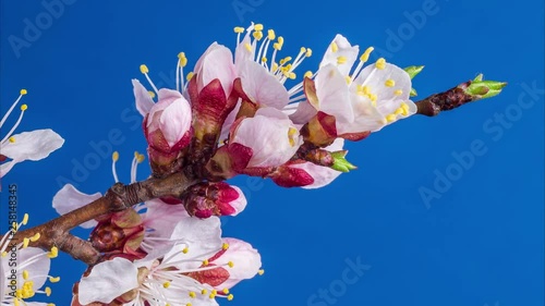 Apricot flowers blossoming in the blue background. Time Lapse video. © volff