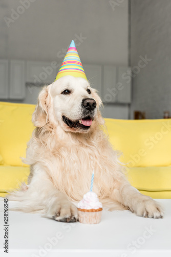 Cute Golden Retriever In Party Cap With Birthday Cupcake Cute Golden Retriever In Party Cap With Birthday Cupcake Apartment