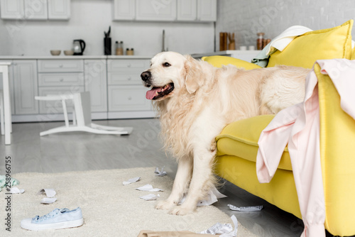 Cute Golden Retriever Lying On Yellow Sofa In Messy Apartment Cute Golden Retriever Lying On Yellow Sofa In Messy Apartment