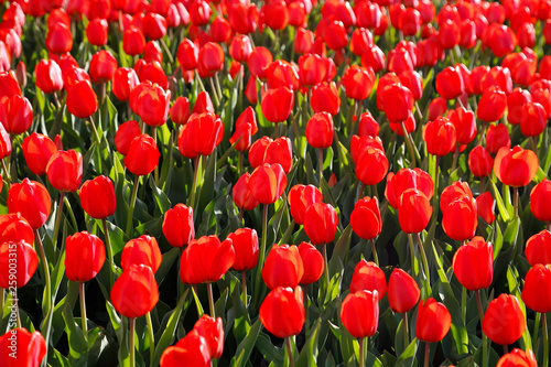 Beautiful red tulips glowing on sunlight © Dinadesign