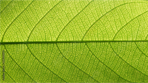 detail of green leaf texture © srckomkrit