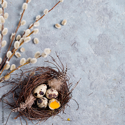 Quail Easter eggs on grey background with willow branch © Alina G