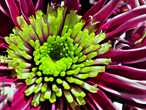 chrysanthemum © Dinadesign