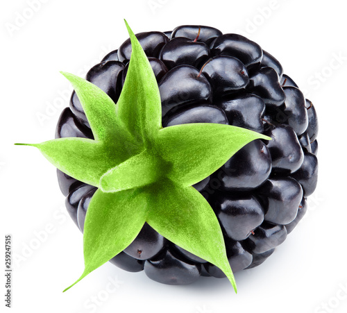 Blackberry leaf isolated © atoss
