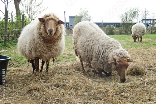 moutons © mariesacha