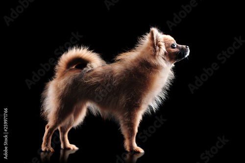 Side view silhouette of a spitz in a black background © iagodina