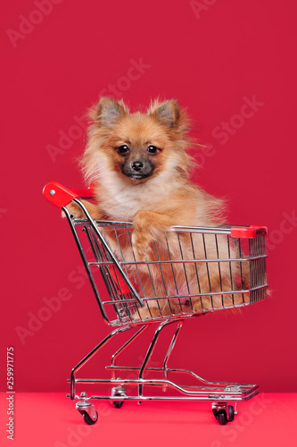 Spitz puppy sitting in the shopping trolley against red background © iagodina