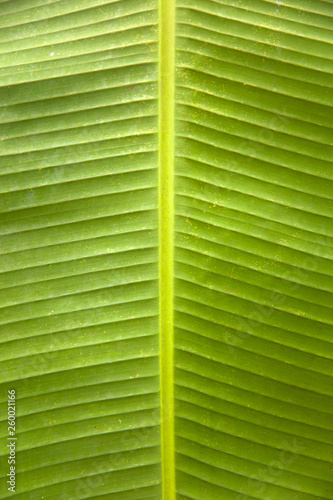 Texture of the green palm leaf © Boggy
