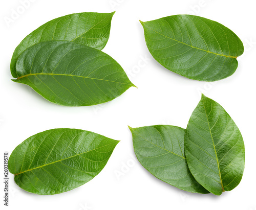 Nut leaves Clipping Path © atoss
