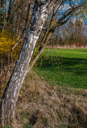 Blick auf eine Wiese mit Birke im Vordergrund © Lichtblick