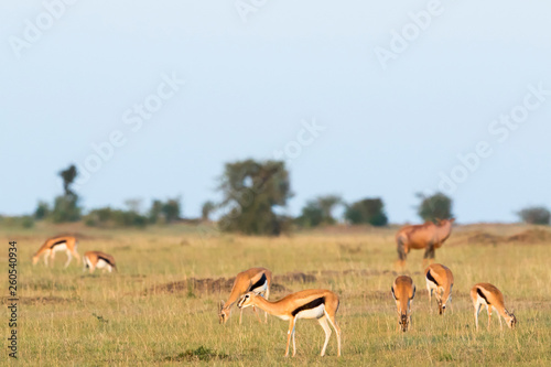 Savanna landscape with a herd of Thomson's gazelles © Lars Johansson