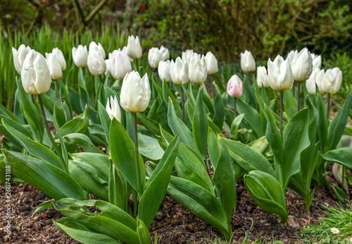 Clump of white tulips in a garden © Snapvision