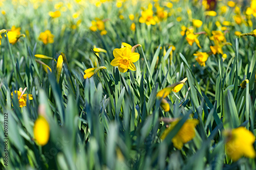 Narcissus in the garden. Yellow Daffodils. © darkfreya