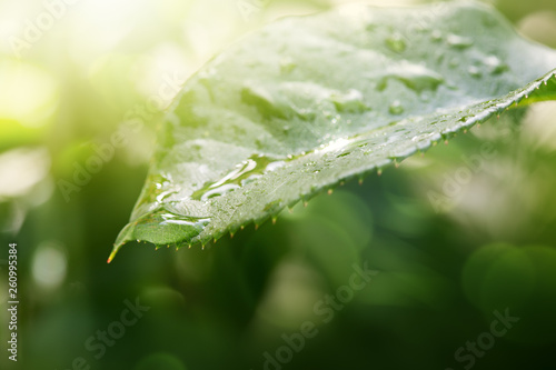 Green leaf and water drops macro background . © Swetlana Wall