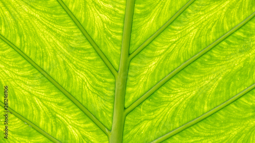 green leaf of palm tree © emotionpicture
