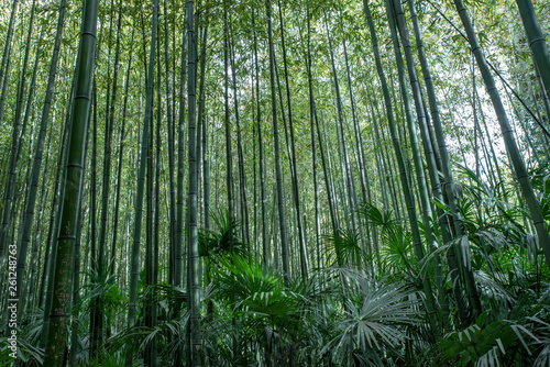 grande forêt de bambou vert © Efel