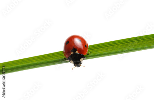 Ladybug on grass © Alekss