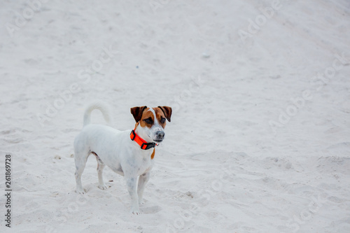 Happy jack russell terrier on sand in summer time © Masson