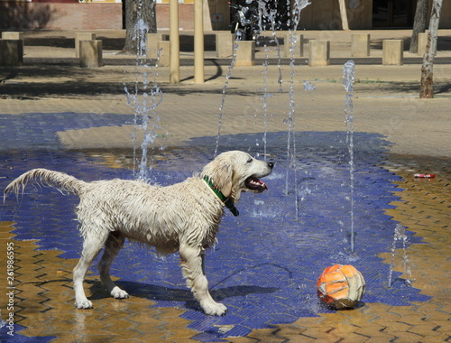  Dog at the fountains on a hot day on the street in Seville © b201735