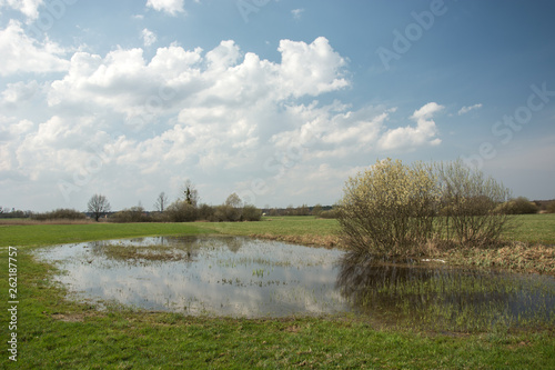 Spring flooded meadow and flowering shrubs, horizon and clouds in the sky © darekb22