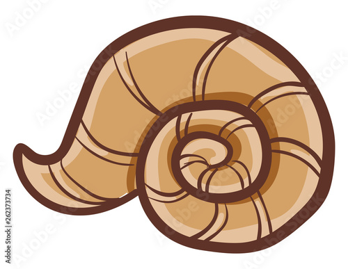 A circular brown shell vector or color illustration © Morphart