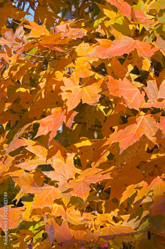 Fall's colorful tree © Pavel Cheiko