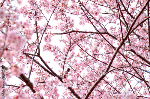 最高のおしゃれ スマホ 壁紙 桜 花の画像