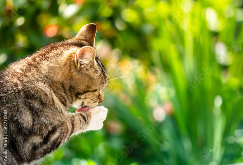 Gatto Che Si Lava La Zampa Buy Photos Ap Images Detailview