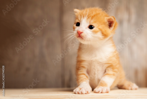 small ginger kitten on background of old wooden boards © Chepko Danil