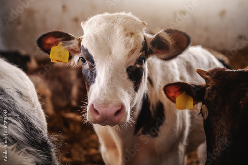 Close up of cute curious calf with tags on ears looking at camera. Byre interior. © dusanpetkovic1