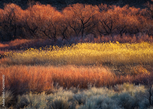 Colorful Trees and Brush near Bishop, CA © dfikar