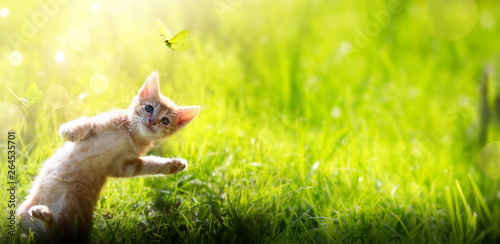 happy playing Cat on green summer outdoor background © Konstiantyn
