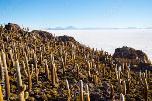 Cactus on Incahuasi island, salt flat Salar de Uyuni, Altiplano © huci